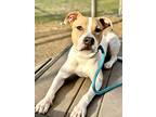 Adopt Prawn a White - with Tan, Yellow or Fawn Pit Bull Terrier / Mixed dog in