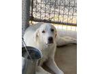 Adopt Karen a Labrador Retriever / Mixed dog in Brownwood, TX (41532026)