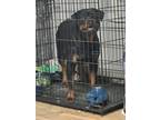 Adopt Canela a Black Rottweiler / Mixed dog in Sanford, NC (41532010)