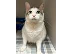 Adopt Jasper a Domestic Shorthair / Mixed (short coat) cat in Blountville