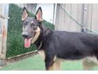 Adopt Kibq a Black - with Tan, Yellow or Fawn German Shepherd Dog / Mixed dog in