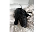Adopt Babe a Black Mixed Breed (Medium) dog in New York, NY (41531988)
