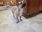 Adopt Leilani a Beagle / Mixed dog in Raleigh, NC (41531974)