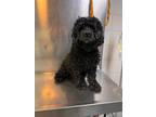 Adopt Sugar Pea a Black Cocker Spaniel dog in New York, NY (41531967)