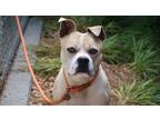 Adopt JAZZ a Tan/Yellow/Fawn - with White American Pit Bull Terrier / Mixed dog