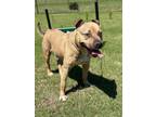 Adopt Cutiepie a Brown/Chocolate - with White American Pit Bull Terrier / Mixed