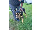 Adopt Mav a German Shepherd Dog / Mixed dog in WILSON, NC (41531867)