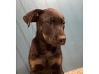 Adopt shirley a Mixed Breed (Medium) / Mixed dog in WILSON, NC (41513325)