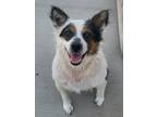 Adopt Codi / 25520 A a Corgi / Mixed dog in Greeneville, TN (41505648)