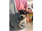 Adopt Leonardo a Boston Terrier / Mixed dog in Fulton, TX (41531859)