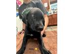 Adopt Hoku a Labrador Retriever / Mixed dog in Fulton, TX (41531858)