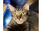 Adopt Gizmo a Domestic Shorthair / Mixed (short coat) cat in Ocala
