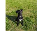 Adopt Jet (NY-Leah) a Wheaten Terrier / Mixed dog in Sherburne, NY (41508965)