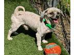 Adopt Mopsie a Lhasa Apso / Shih Tzu / Mixed dog in Sunrise Beach, MO (41531820)