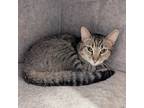 Adopt Lunchbox a Domestic Shorthair / Mixed (short coat) cat in Sunrise Beach