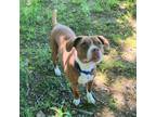 Adopt Josie a American Pit Bull Terrier / Mixed dog in Sunrise Beach