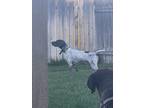Adopt Buck a White - with Brown or Chocolate German Shorthaired Pointer / Mixed