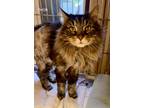 Adopt Thor a Domestic Longhair / Mixed (long coat) cat in Windsor, CT (41513371)