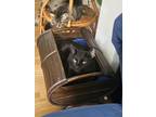 Adopt Tucker a Black (Mostly) American Shorthair / Mixed (short coat) cat in