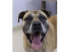 Adopt Bandit (Bonded with Trigger) a Brown/Chocolate Bullmastiff / Mixed Breed