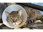 Adopt Lily a Brown Tabby Domestic Shorthair / Mixed (medium coat) cat in