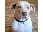 Adopt Sancho - OUT OF TOWN a Tan/Yellow/Fawn Labrador Retriever / Mixed Breed