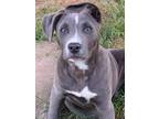 Adopt Zany - Smithfield, RI a Gray/Blue/Silver/Salt & Pepper Pit Bull Terrier /