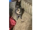 Adopt Ash a Gray or Blue Domestic Longhair / Mixed (long coat) cat in Pampa