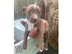 Adopt Tut - OUT OF TOWN a Tan/Yellow/Fawn - with White Terrier (Unknown Type