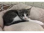 Adopt Bramble a Domestic Shorthair / Mixed (short coat) cat in Fort Myers