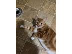 Adopt Garfield a Spotted Tabby/Leopard Spotted Domestic Shorthair cat in