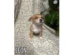 Adopt Leon - OUT OF TOWN a Tan/Yellow/Fawn - with White Terrier (Unknown Type