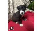Adopt Jax - OUT OF TOWN a Black - with White Terrier (Unknown Type