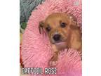 Adopt Daffodil Rose - OUT OF TOWN a Tan/Yellow/Fawn Terrier (Unknown Type