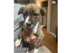 Adopt Tiffany - OUT OF TOWN a Brindle - with White Terrier (Unknown Type