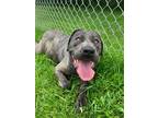Adopt Vesta a Cane Corso / Mastiff / Mixed dog in Marion, OH (41505596)