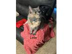 Adopt Lelia a Gray or Blue Domestic Mediumhair / Mixed (medium coat) cat in