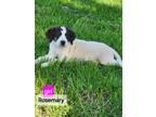 Adopt Rosemary - OUT OF TOWN a Tricolor (Tan/Brown & Black & White) Great