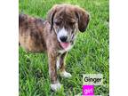 Adopt Ginger - OUT OF TOWN a Brindle Great Pyrenees / Labrador Retriever / Mixed