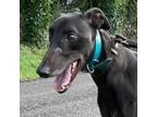 Adopt No Change Patsy (Patsy) a Greyhound / Mixed dog in Glen Ellyn