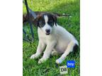 Adopt Dill - OUT OF TOWN a Tricolor (Tan/Brown & Black & White) Great Pyrenees /