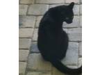 Adopt Flash a All Black Domestic Shorthair / Mixed (short coat) cat in Saint