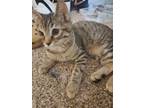 Adopt Nico a Tan or Fawn Tabby Tabby / Mixed (short coat) cat in Englewood