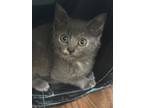 Adopt Lady Catnip a Gray or Blue Domestic Shorthair cat in Jacksonville