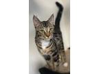 Adopt PRETTY BOY a Domestic Shorthair / Mixed (short coat) cat in Newport