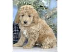Adopt LOGAN a Tan/Yellow/Fawn - with White Goldendoodle / Mixed dog in