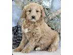 Adopt LYNELLE a Tan/Yellow/Fawn - with White Goldendoodle / Mixed dog in