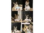 Adopt 5 Kittens + Mom looking for separate homes a Calico or Dilute Calico