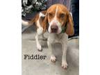 Adopt Fiddler ( Lucky ) a Brown/Chocolate Beagle / Mixed dog in Irwin