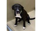 Adopt Sasha a Black - with White Labrador Retriever dog in Atlanta